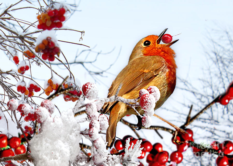 Robin and Berries in Snow Mixed Media by Morag Bates