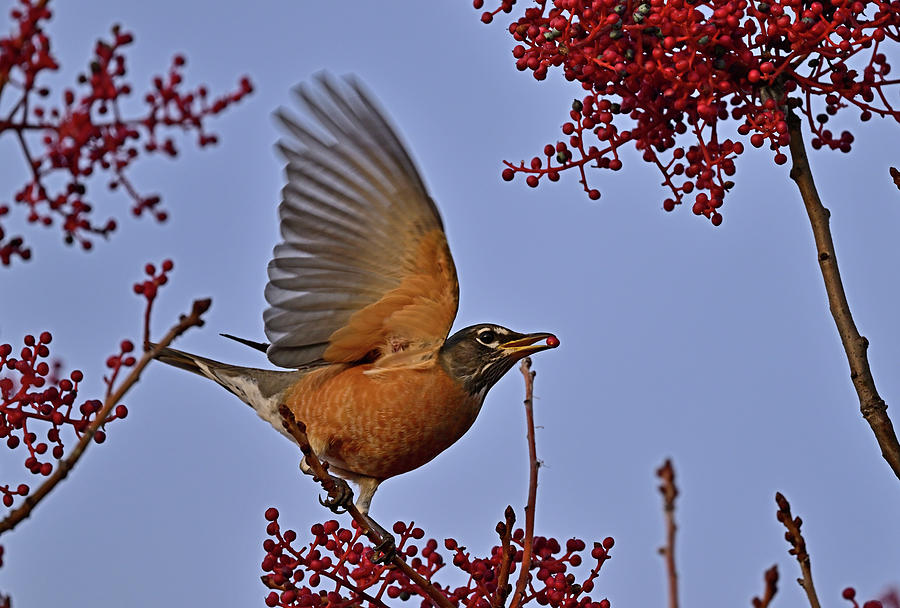 Robin and Red Berries Photograph by Amazing Action Photo Video