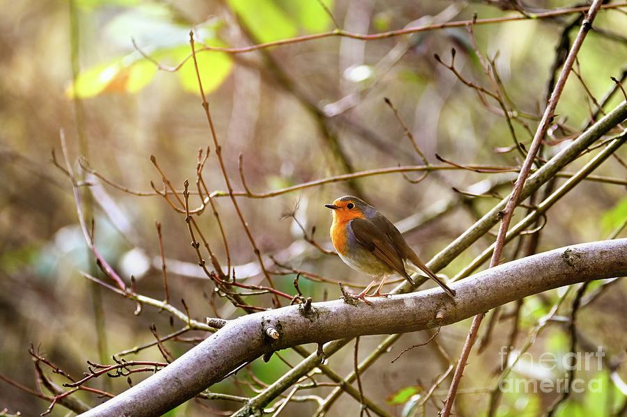 Robin bird on branch Photograph by Claudia Evans - Fine Art America