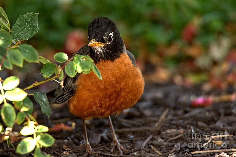 Robin By The Leaves Photograph by Adam Jewell