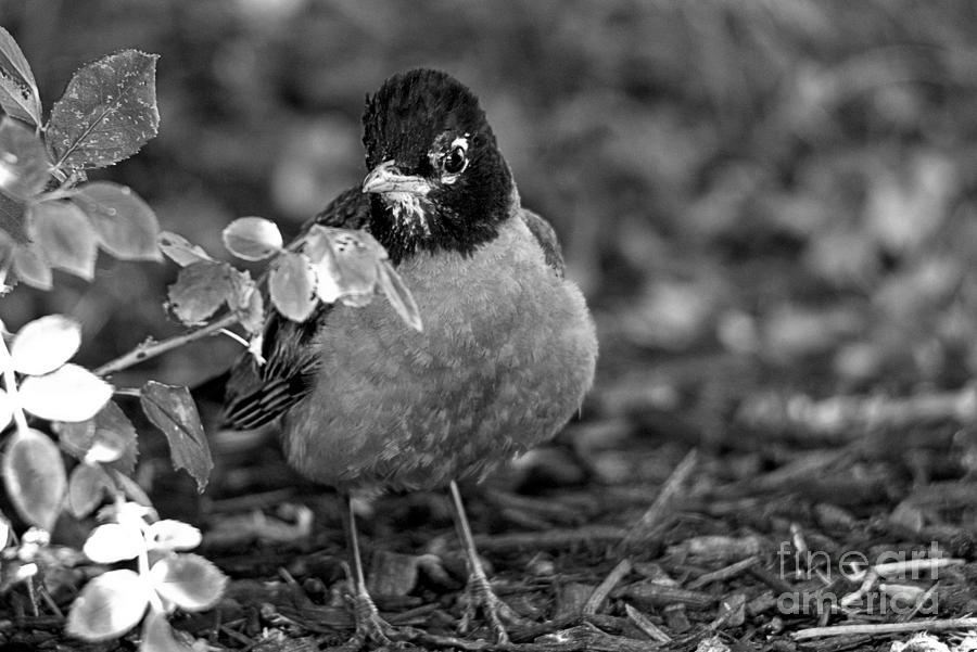 Robin By The Leaves Black And White Photograph by Adam Jewell