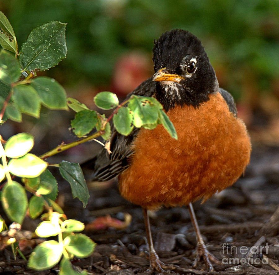 Robin By The Leaves Closeup Photograph by Adam Jewell