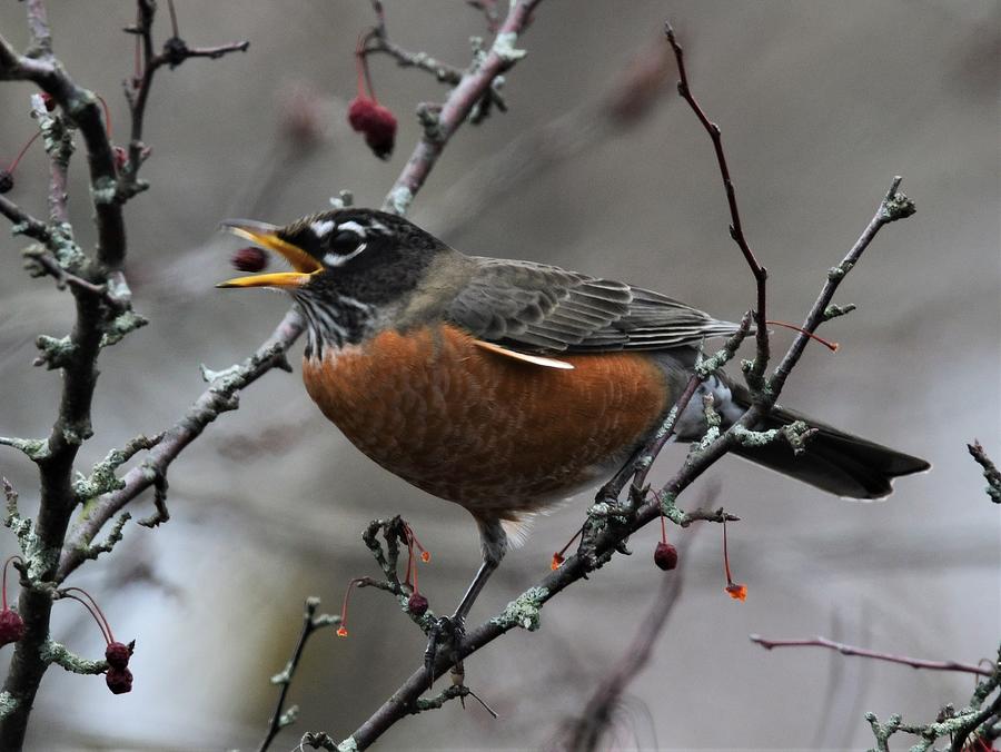 Robin eating berries Photograph by Jo-Ann Matthews - Fine Art America