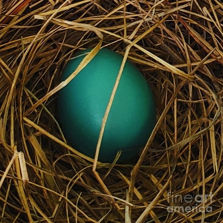 Robin Egg Nest Photograph by Anita Adams
