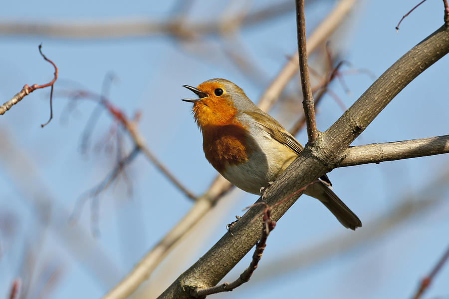 Robin Erithacus rubecula, singing, Norfolk Photograph by Mike Powles