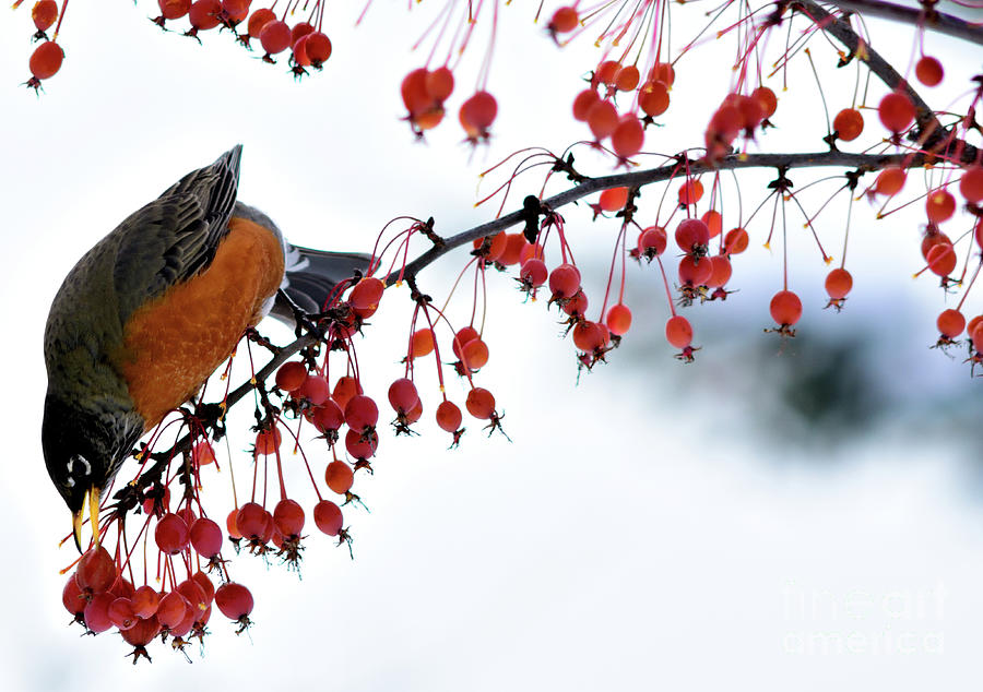 Bird Photograph - Robin Feasting On Berries 5 by Terry Elniski