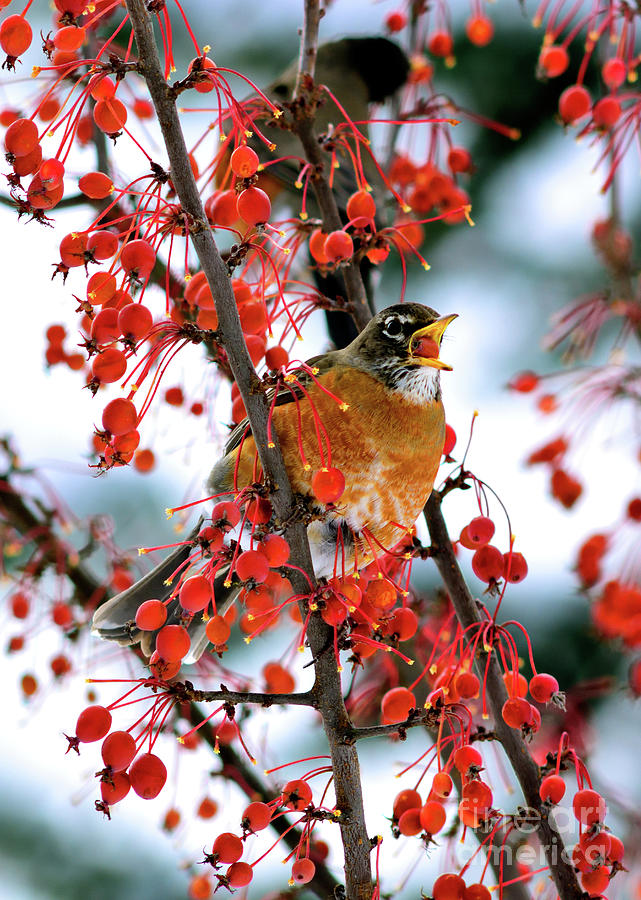 Bird Photograph - Robin Feasting On Berries 6 by Terry Elniski