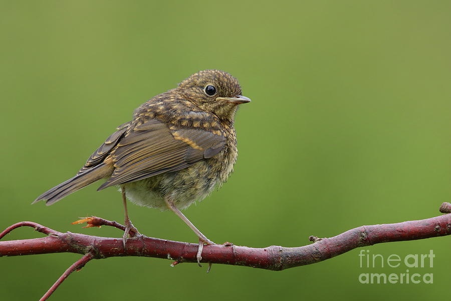 Robin fledgling Photograph by Peter Skelton