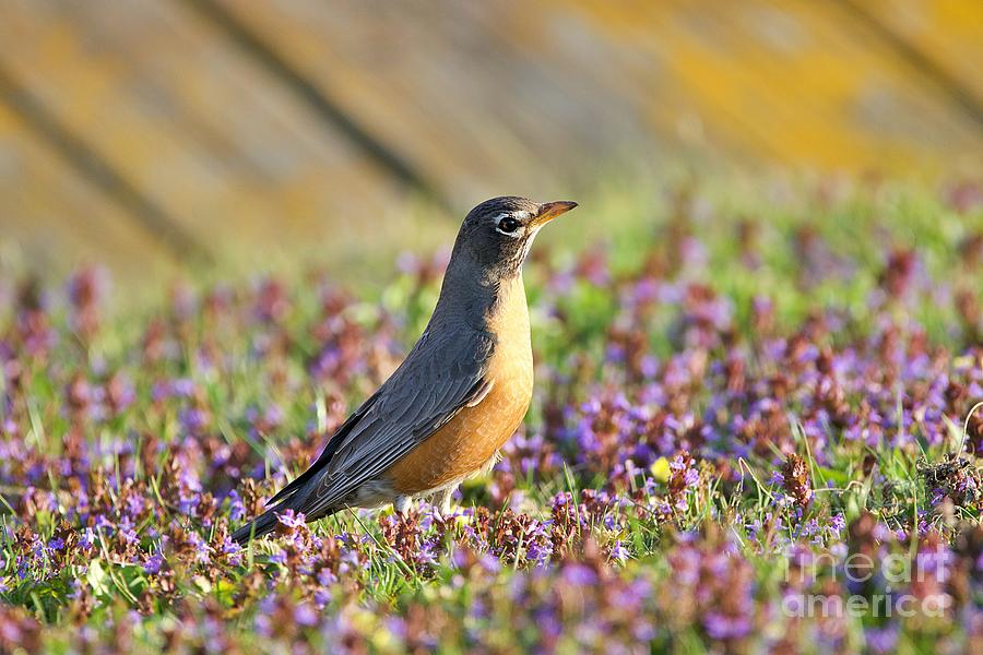 Robin in a bed of purple flowers Photograph by Yvonne M Smith