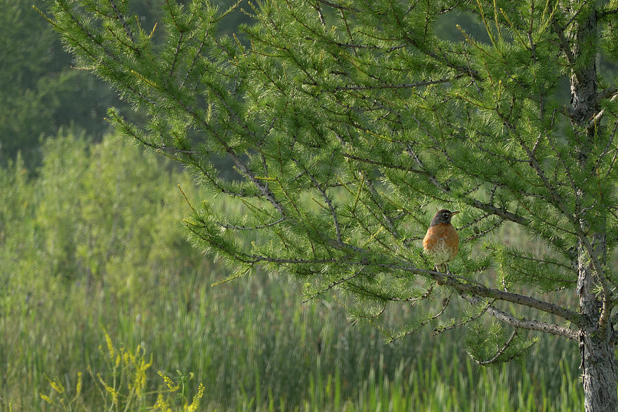 Robin Photograph - Robin In A Larch Tree by Phil And Karen Rispin