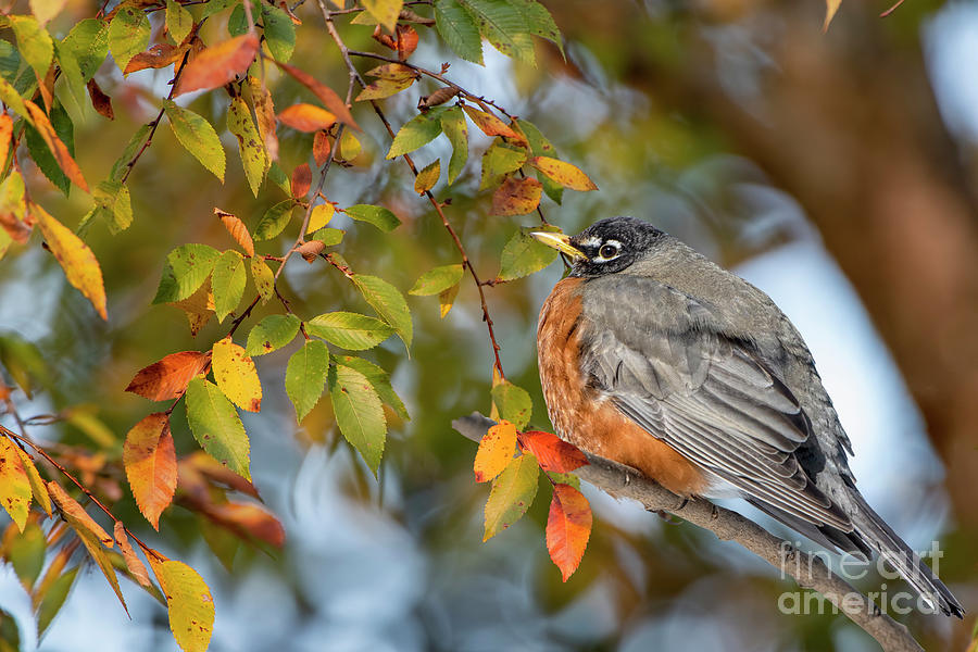 Robin in Autumn Photograph by Bonnie Barry