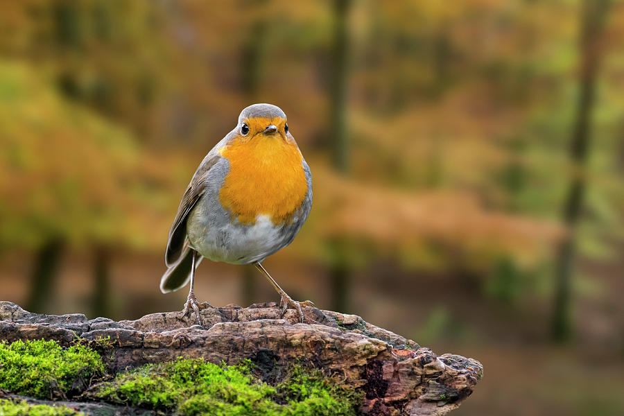 Robin in Autumn Woodland Photograph by Arterra Picture Library