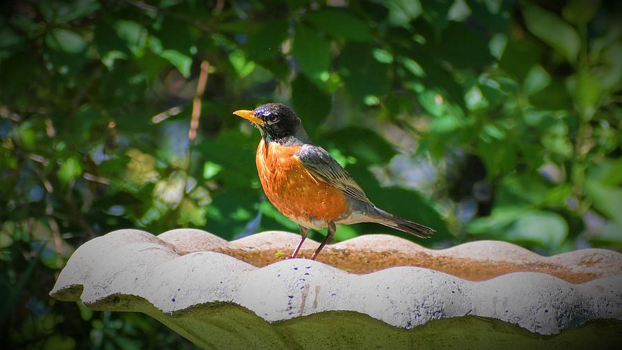 Robin in Bird Bath 2 Photograph by Rebekah Schweizer - Pixels