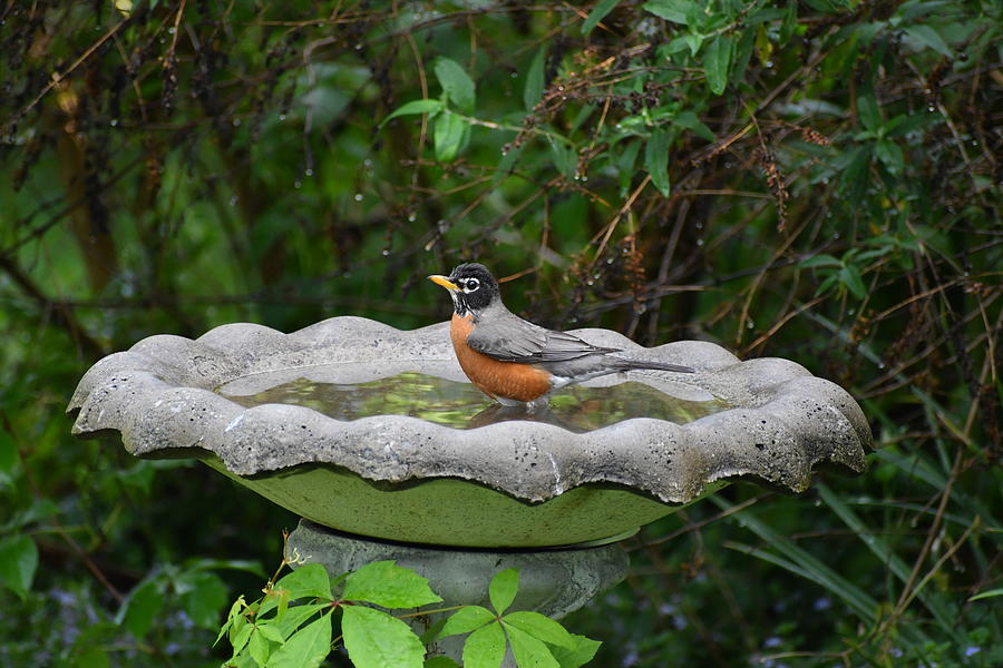 Robin in Bird Bath. Photograph by Rebekah Schweizer - Pixels