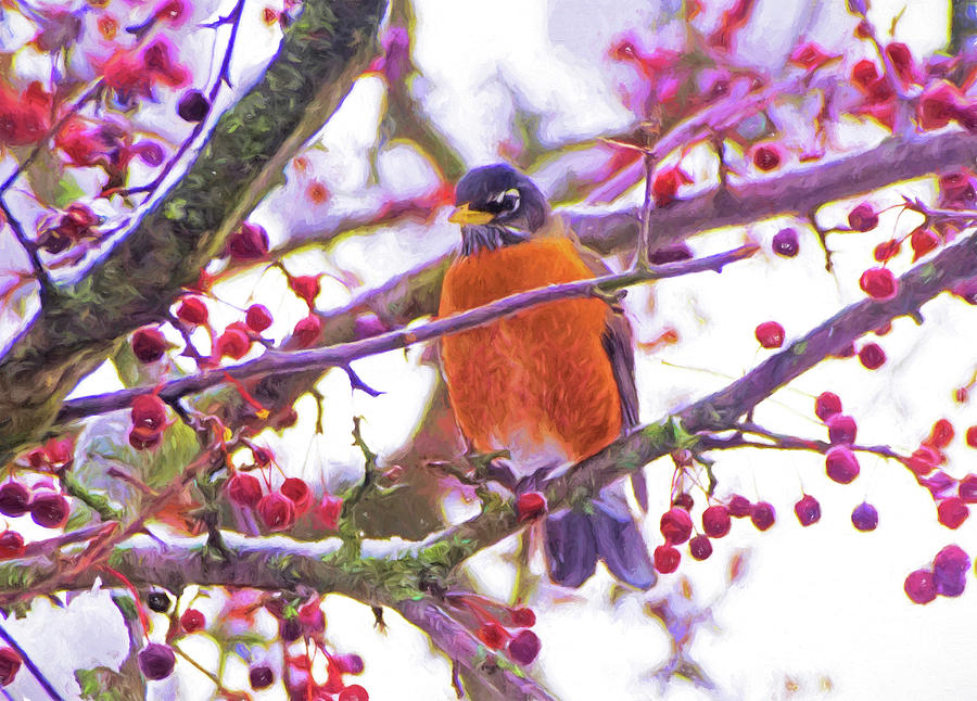 Robin in Crabapple Tree  Photograph by Dennis Cox Photo Explorer