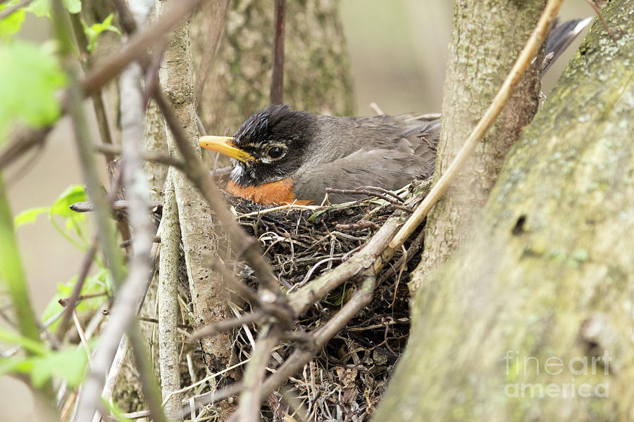 Robin in her nest Photograph by Jeannette Hunt
