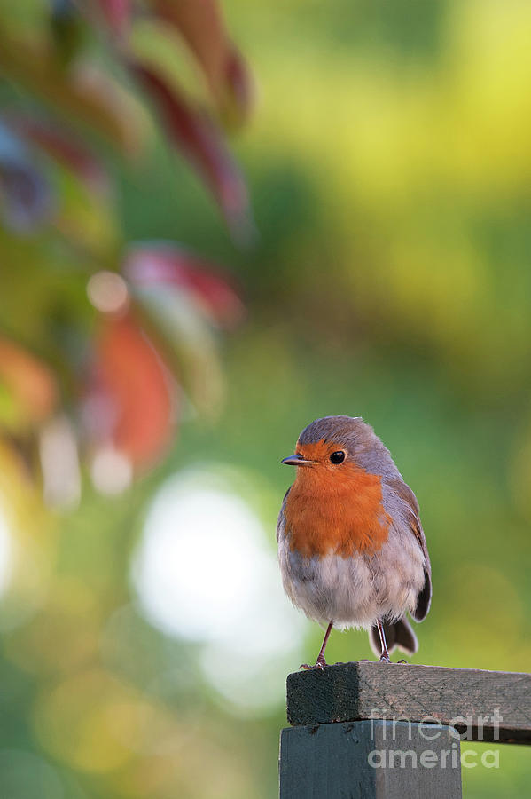 Robin Photograph - Robin in morning spring light by Tim Gainey