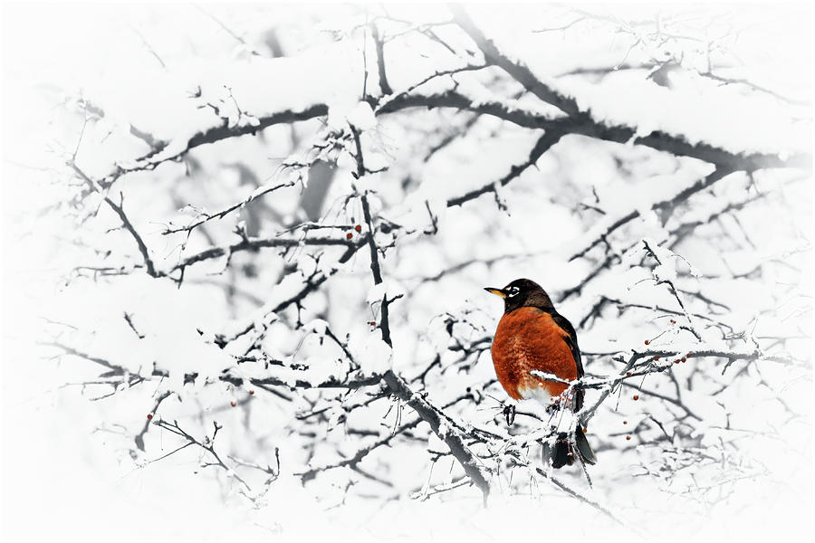 Bird Photograph - Robin in Snow by Nikolyn McDonald