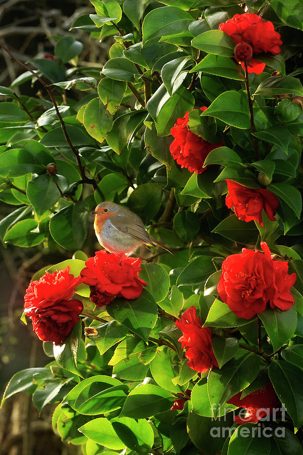 Robin In The Camellia Photograph