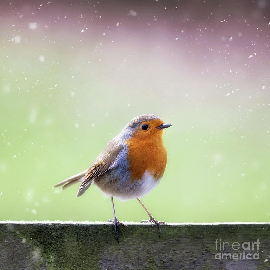 Robin in the falling snow Photograph by Jane Rix