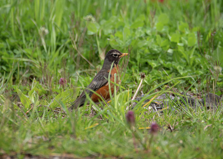 Robin in the Grass Photograph by Holden The Moment