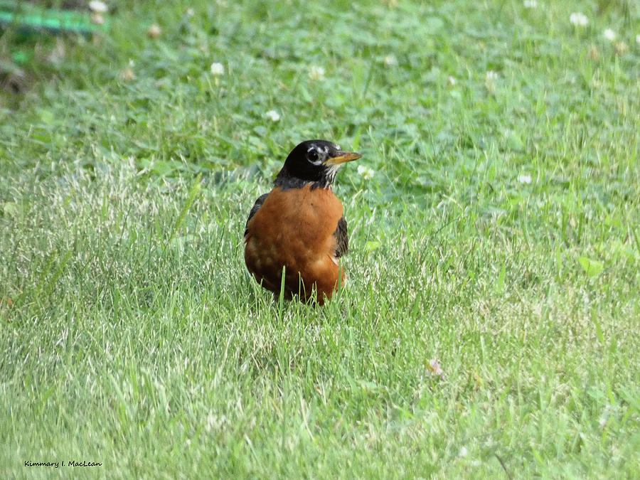 Robin in the Grass Photograph by Kimmary I MacLean
