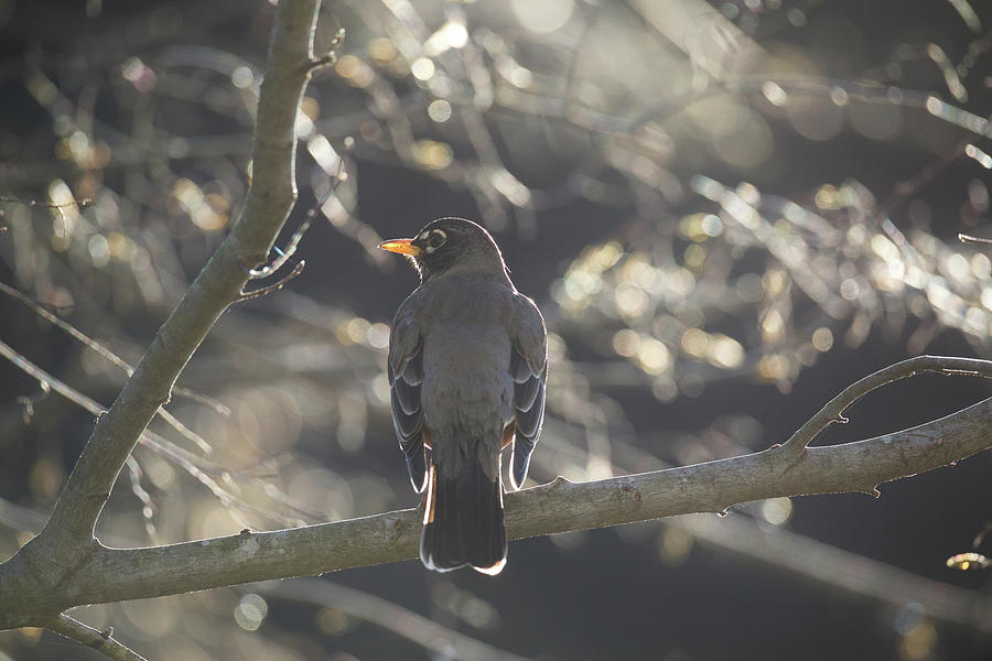 Robin in the Morning Photograph by Rachel Morrison