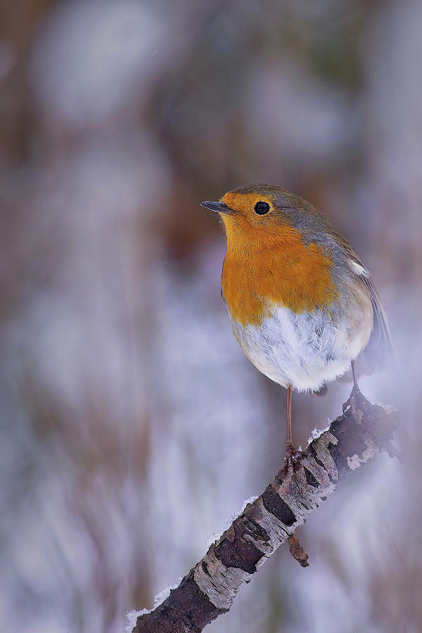 Robin in the snow Photograph by Tony Mills