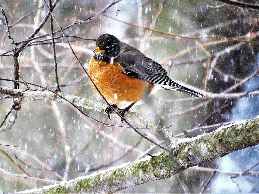 Robin in the Snowstorm Photograph by Linda Stern