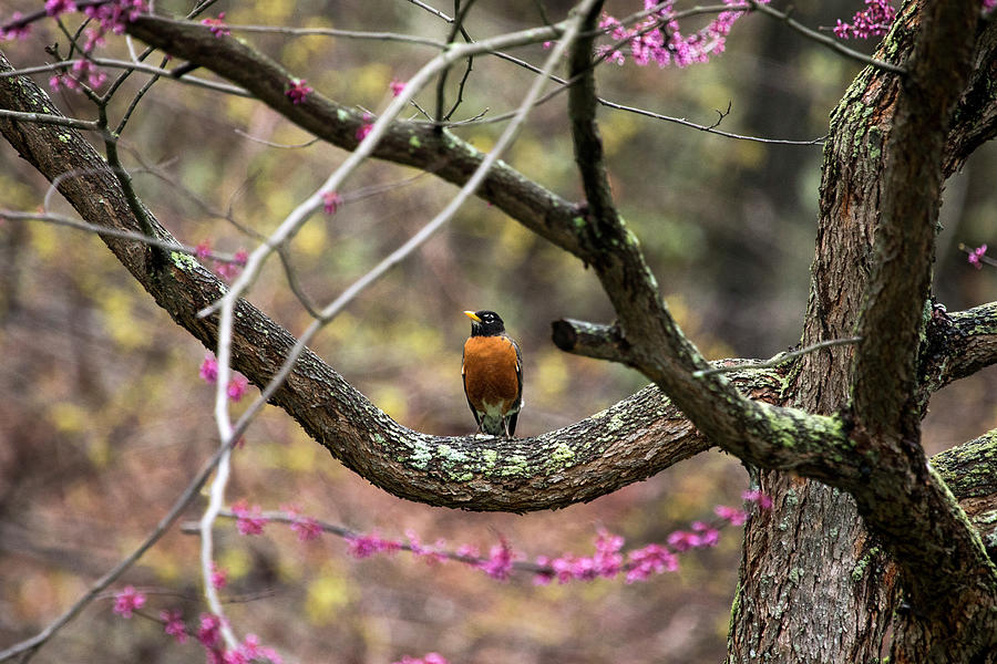Robin In The Spring Photograph by Karol Livote