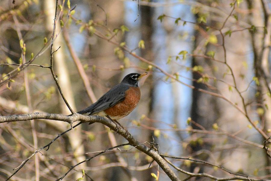 Robin in the woods Photograph by Judy Genovese