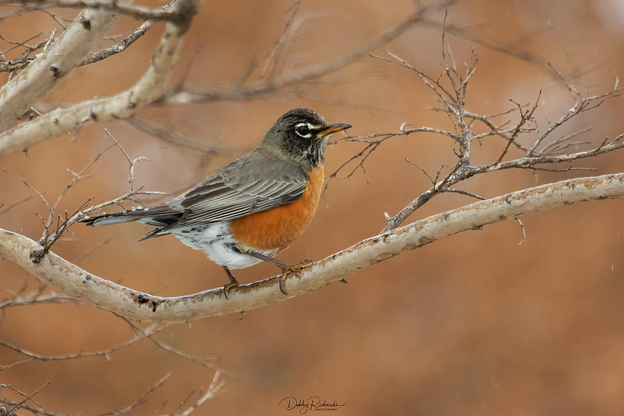 Robin in Winter Photograph by Debby Richards