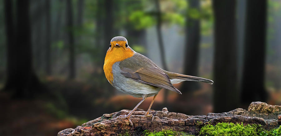 Robin in Woodland Photograph by Arterra Picture Library