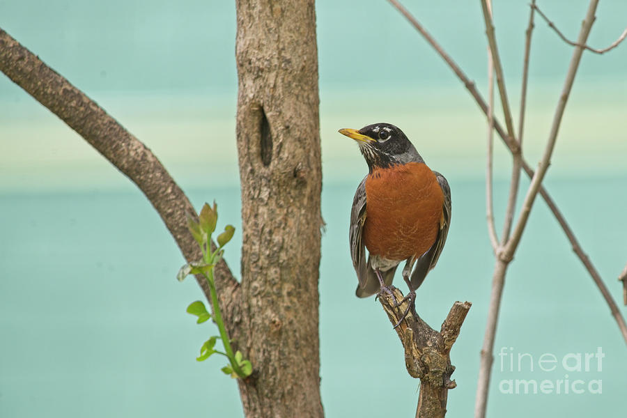 Nature Photograph - Robin by Kathleen Rinker