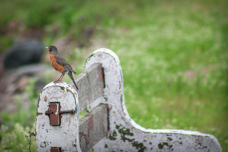 Robin on a bench Photograph by Daniel Martin