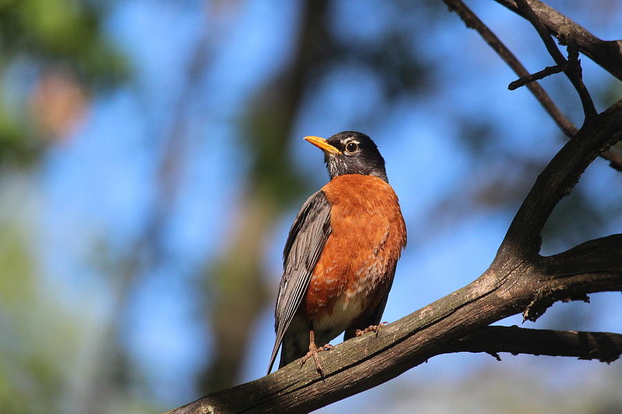 Robin on a Branch Photograph by Callen Harty