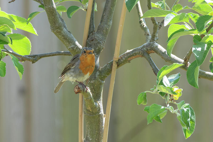 Robin on a broken branch Photograph by Scott Lyons