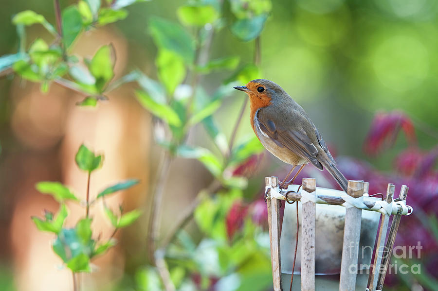 Robin on a Garden Candle Photograph by Tim Gainey