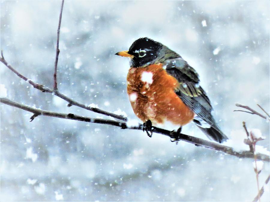 Robin on a Snowy Day  Photograph by Lori Frisch