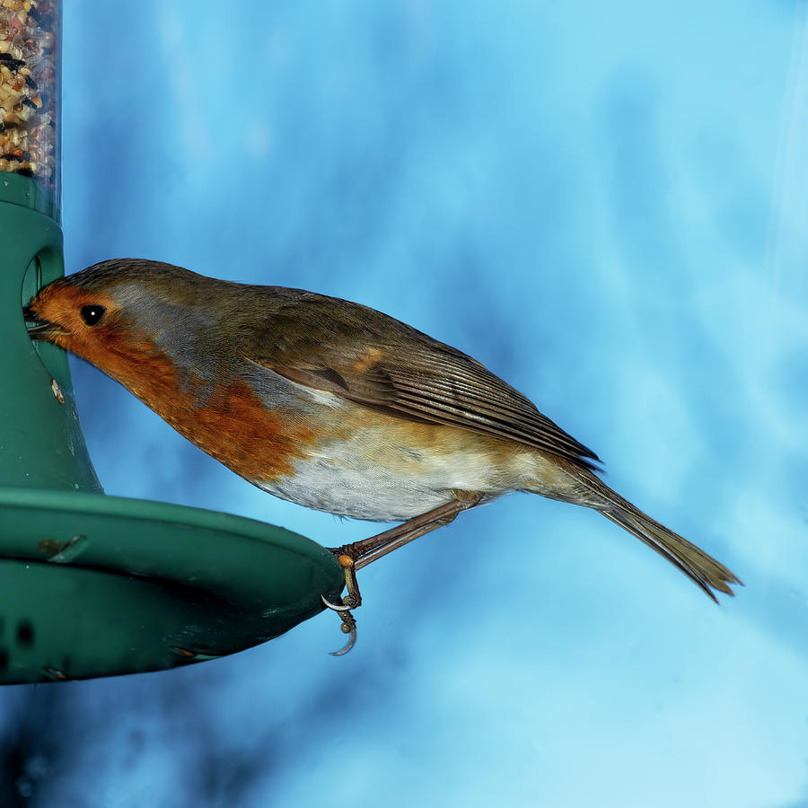 Robin on feeder Photograph by Steev Stamford