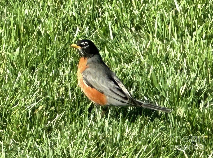 Robin  on Grass Photograph by Catherine Wilson