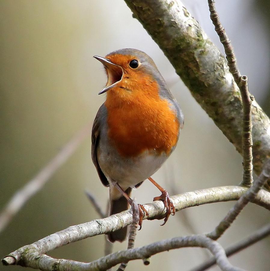 Robin on tree branch Photograph by Ger Bosma