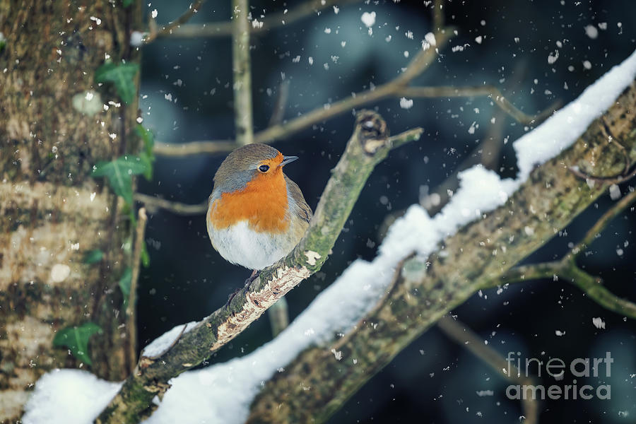 Robin perched in a tree with falling snow around Photograph by Jane Rix