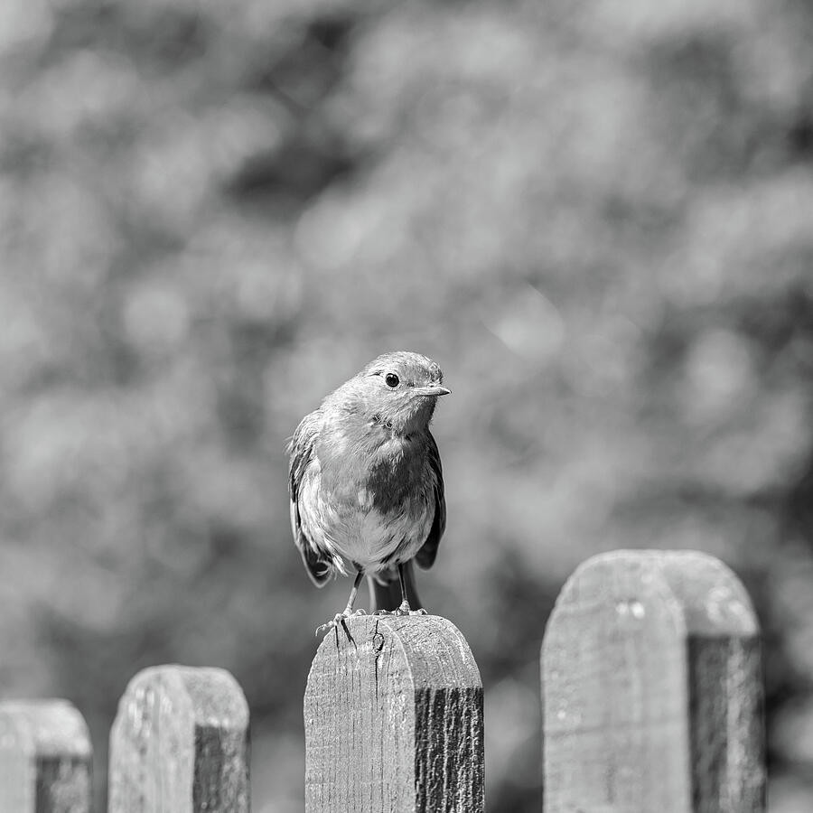 Robin Perched On A Fence In Black And White Photograph by Tanya C Smith