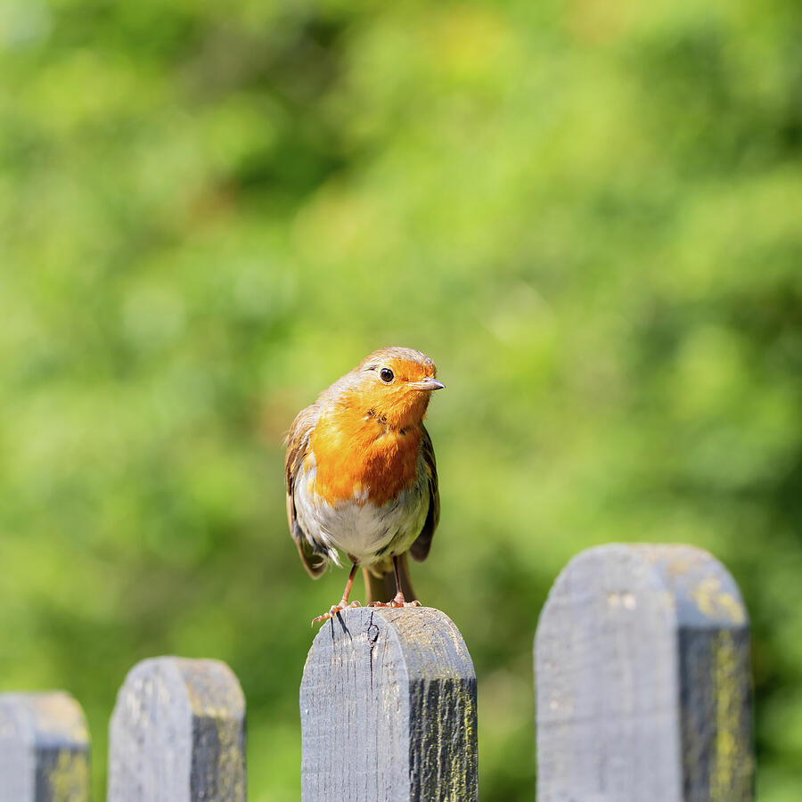 Robin Perched On A Fence Photograph by Tanya C Smith