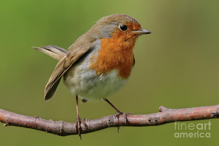 Robin Photograph by Peter Skelton