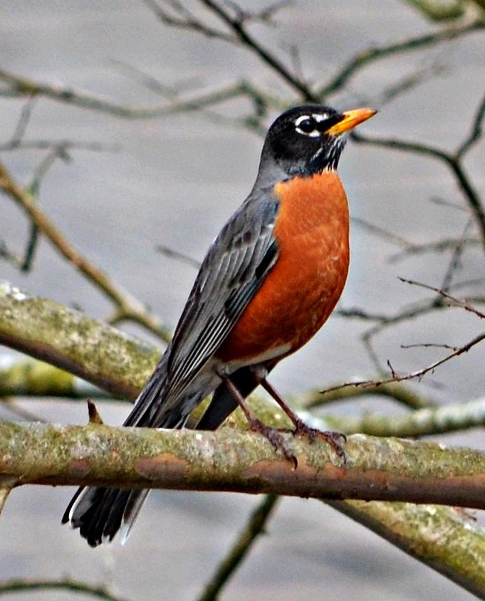 Robin posing on branch Photograph by Sharon Dawkins