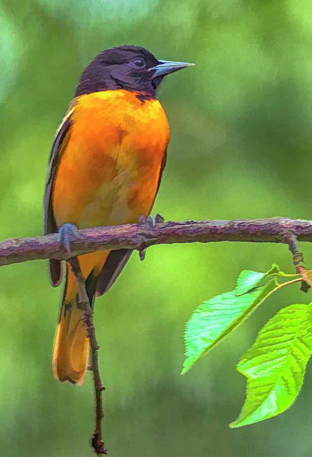 Robin Red Brease Photograph by Robert Bolla - Fine Art America