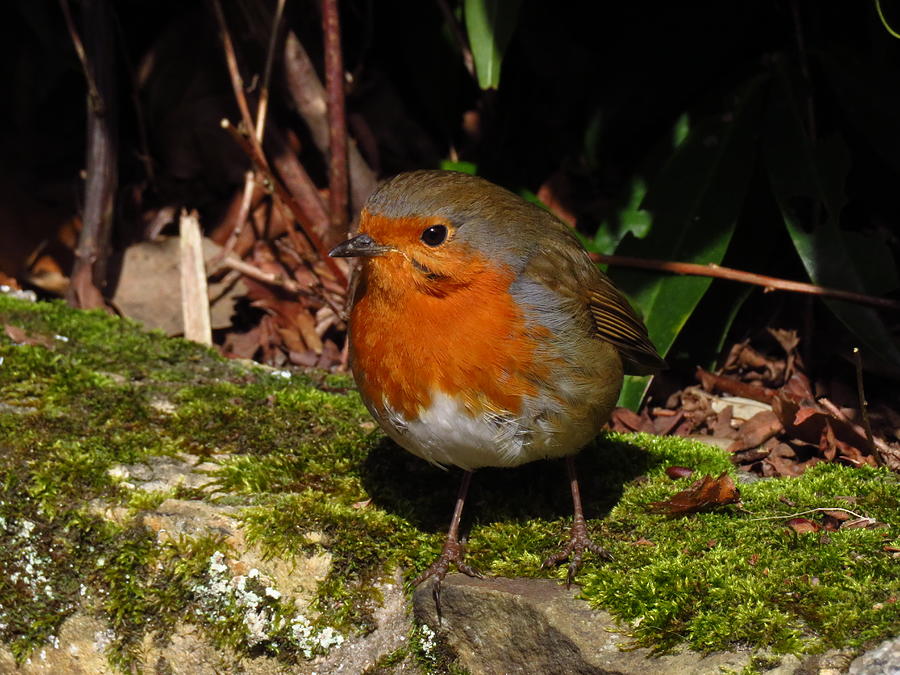 Bird Photograph - Robin Red Breast by Andrew Wright Bird Photograph - Robin Red Breast by Andrew Wright