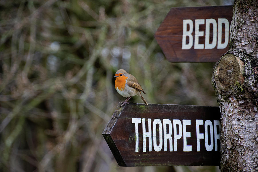 Robin Red Breast at Sherwood Pines Photograph by Scott Lyons